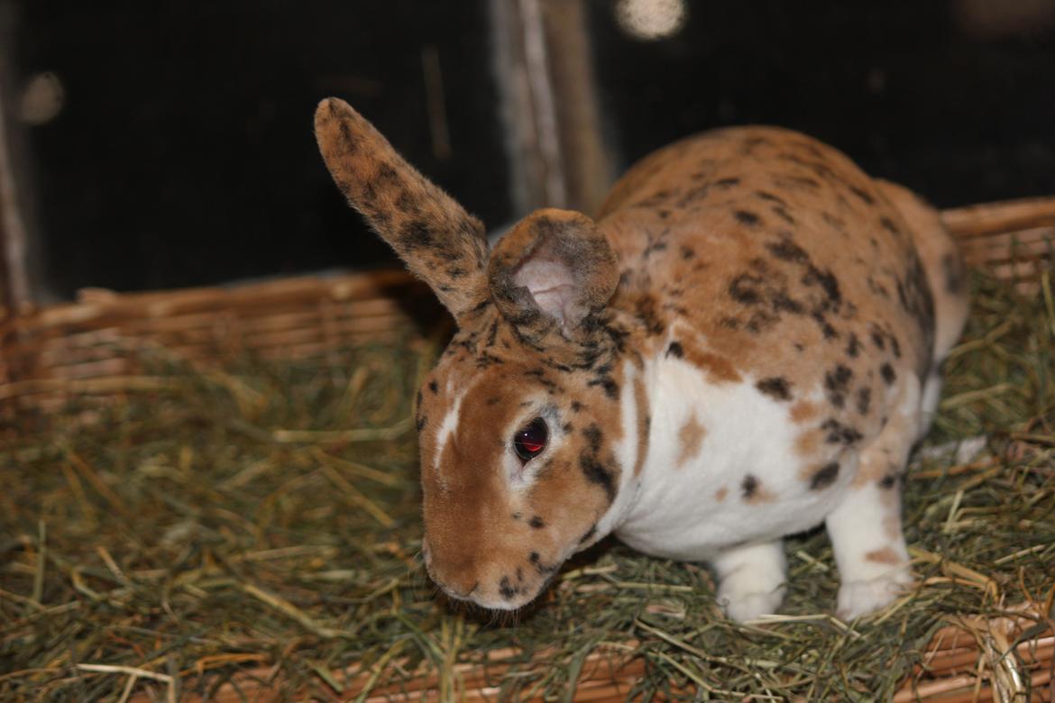 Kanin Villads Eyes Of A Tiger - 27 januar 2014 billede 11