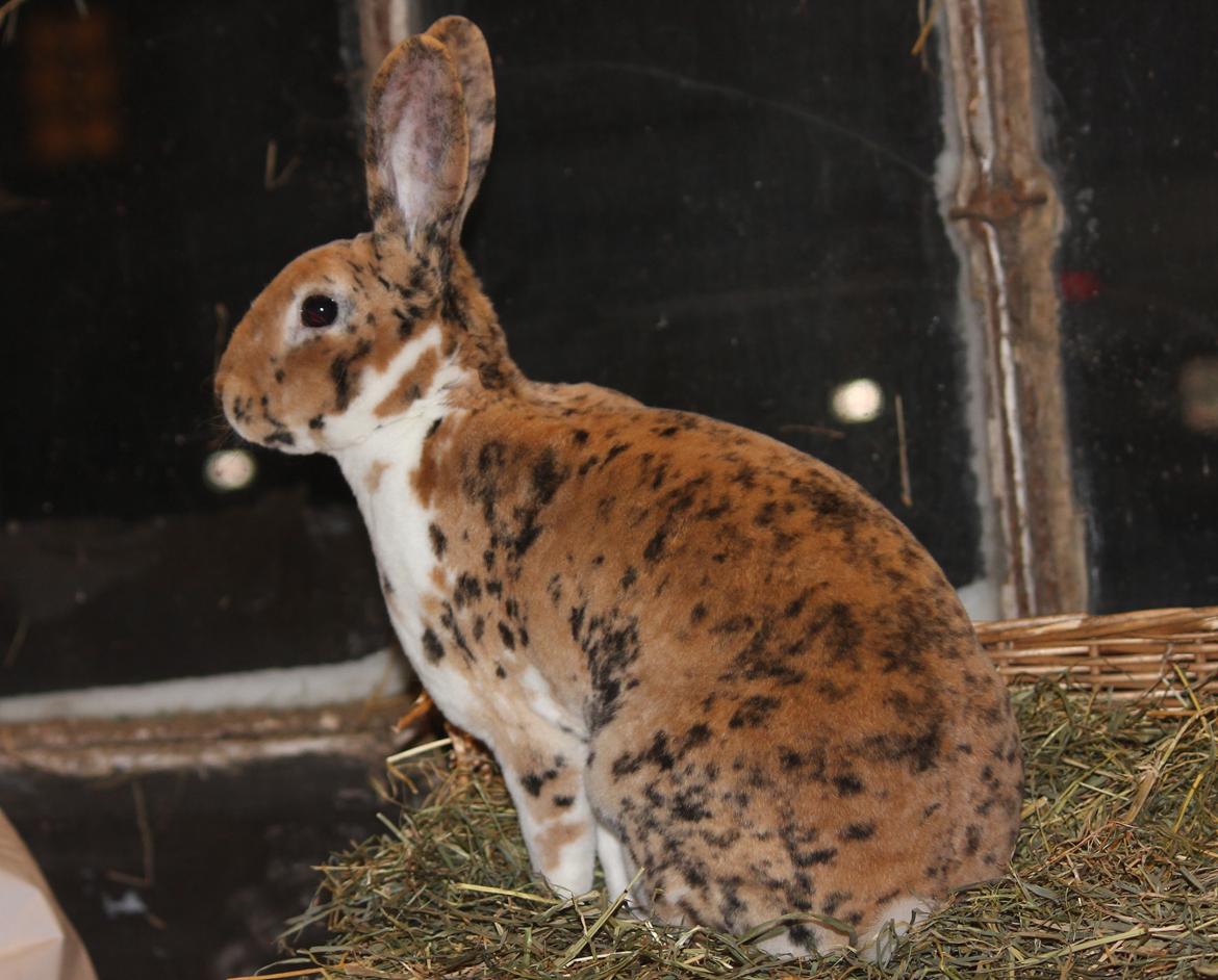 Kanin Villads Eyes Of A Tiger - 27 januar 2014 billede 5