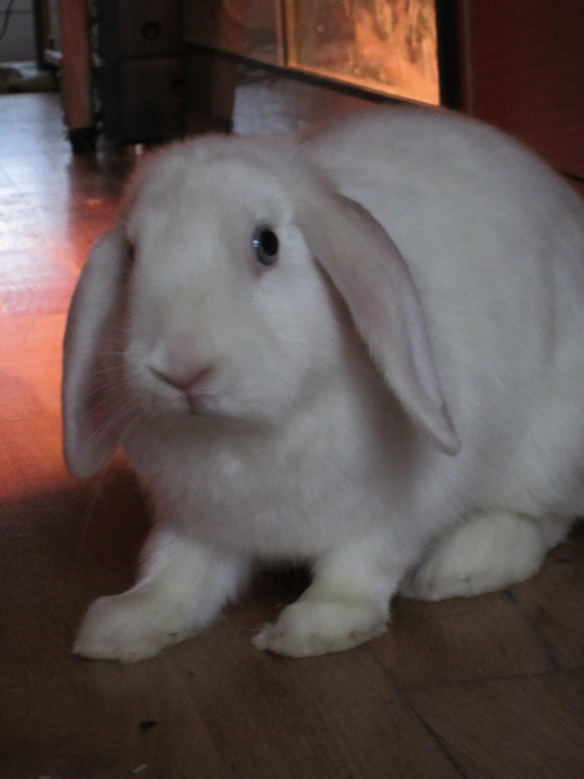Kanin Aurora *Aura* billede 5