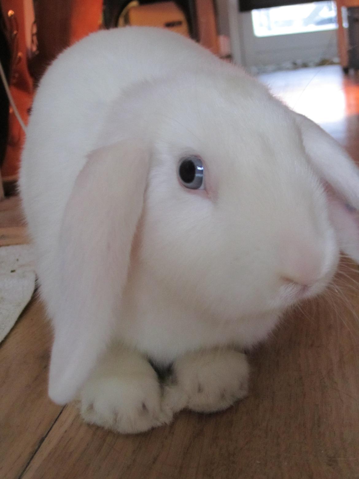 Kanin Aurora *Aura* billede 7