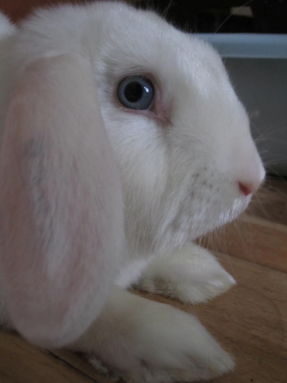 Kanin Aurora *Aura* billede 15