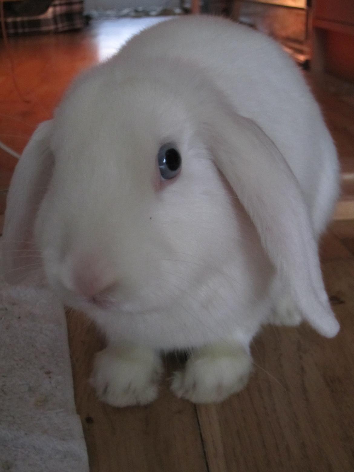 Kanin Aurora *Aura* billede 6