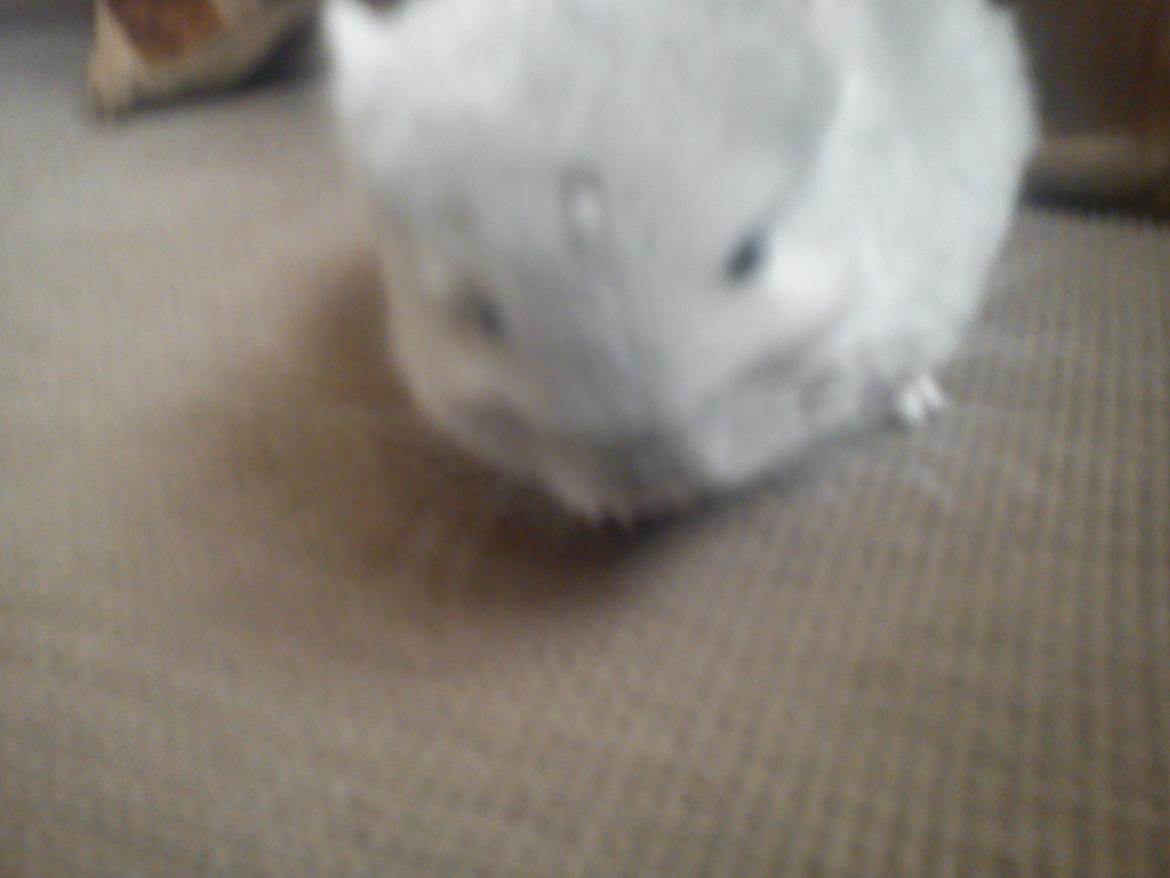 Chinchilla Sofus billede 1