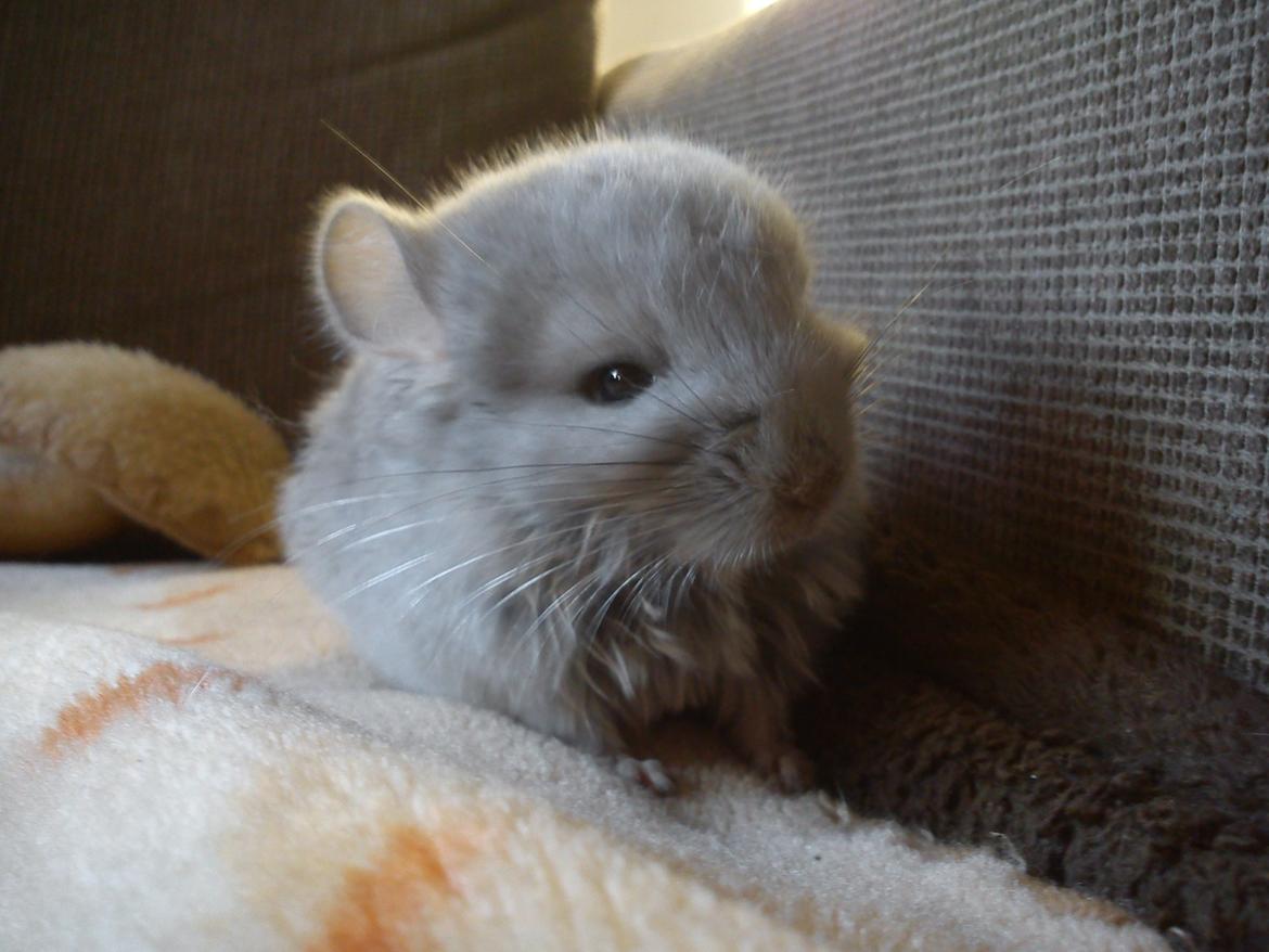 Chinchilla Sofus billede 2