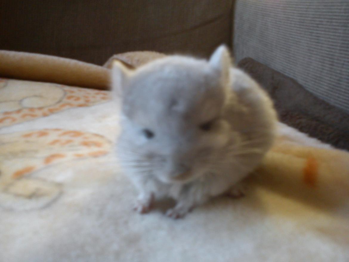 Chinchilla Sofus billede 3