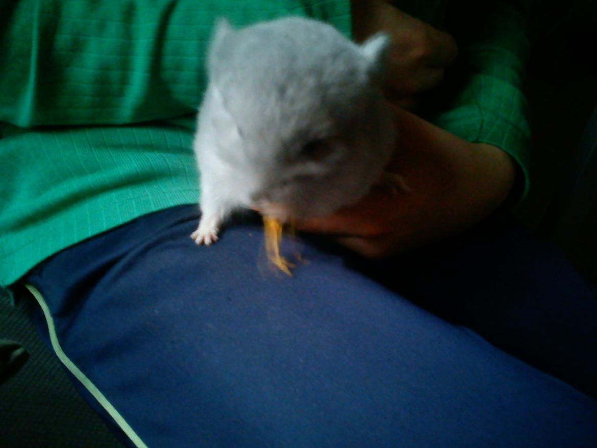 Chinchilla Sofus billede 5