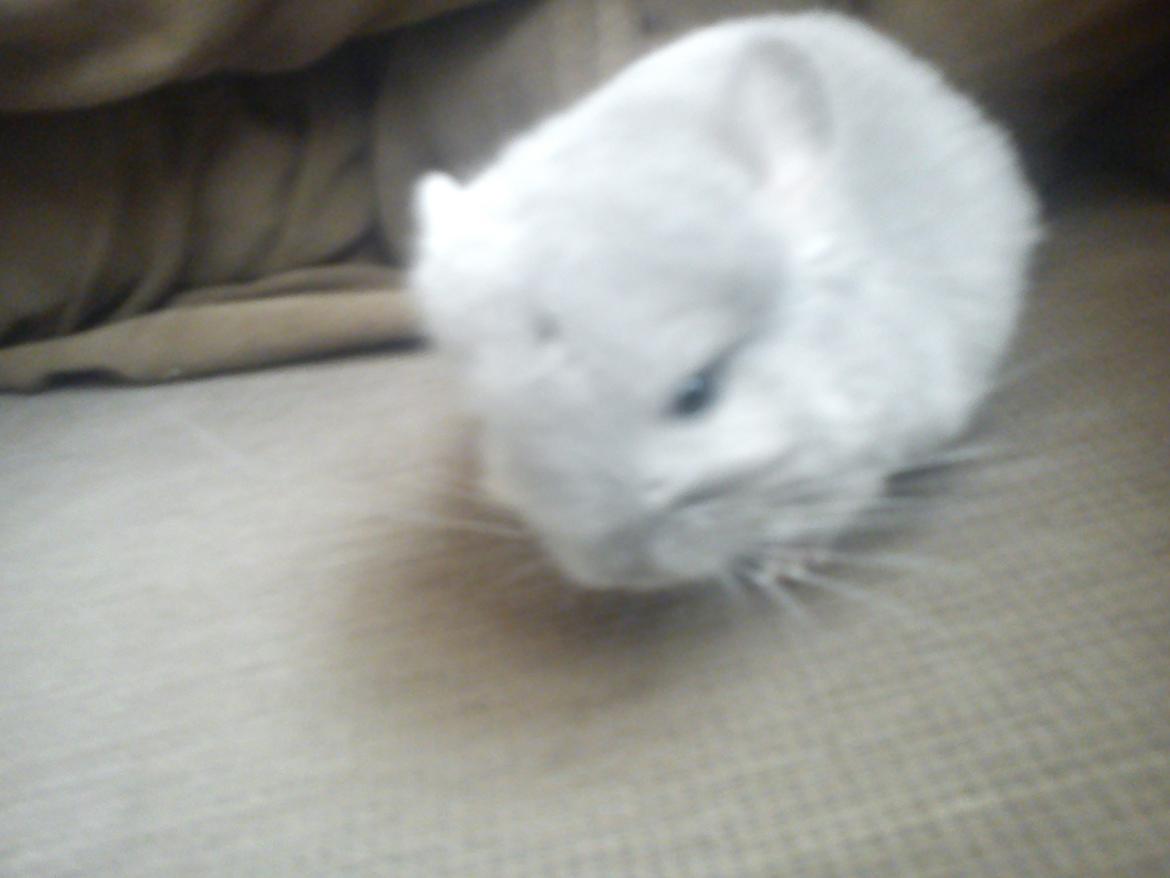Chinchilla Sofus billede 4