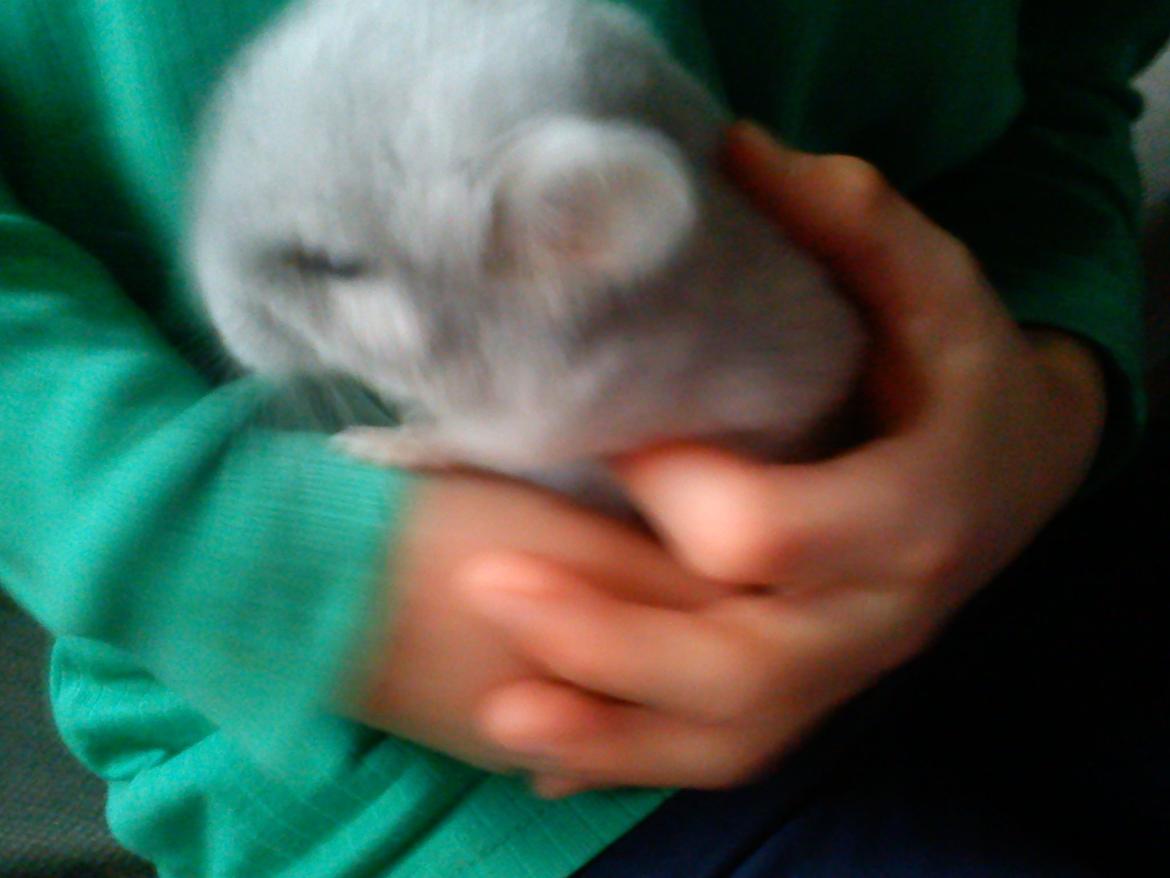 Chinchilla Sofus billede 6