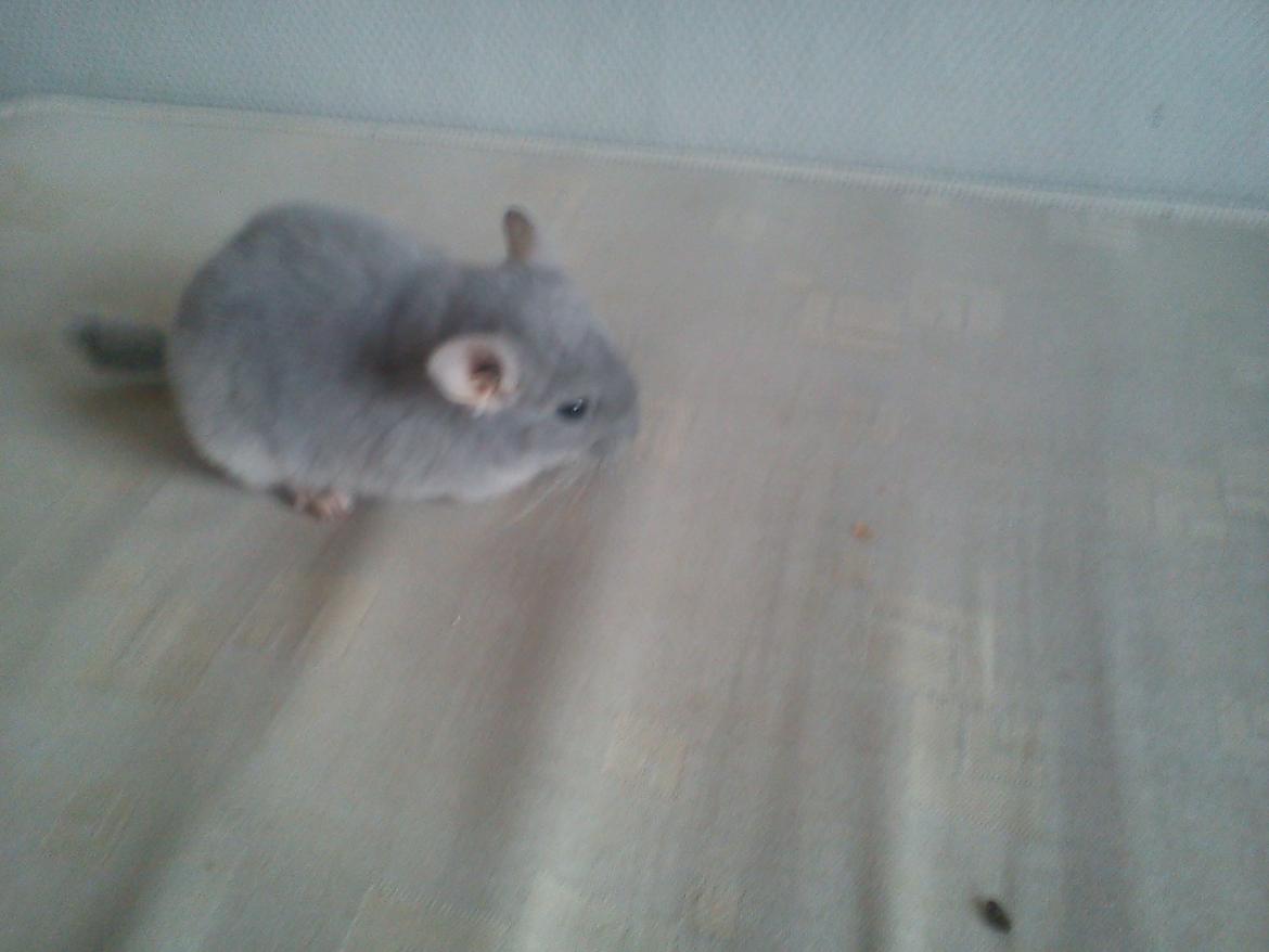 Chinchilla Sofus billede 7