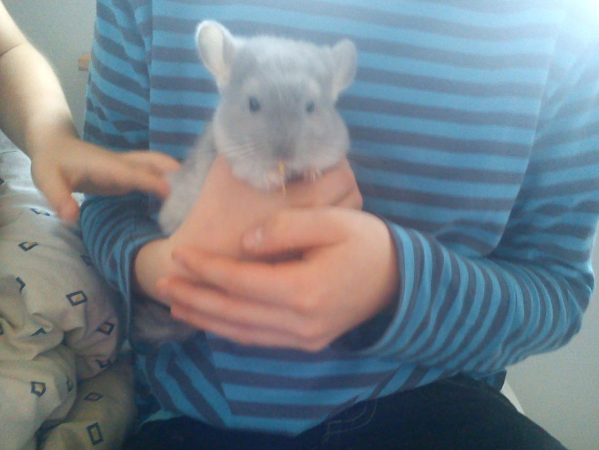 Chinchilla Sofus billede 8