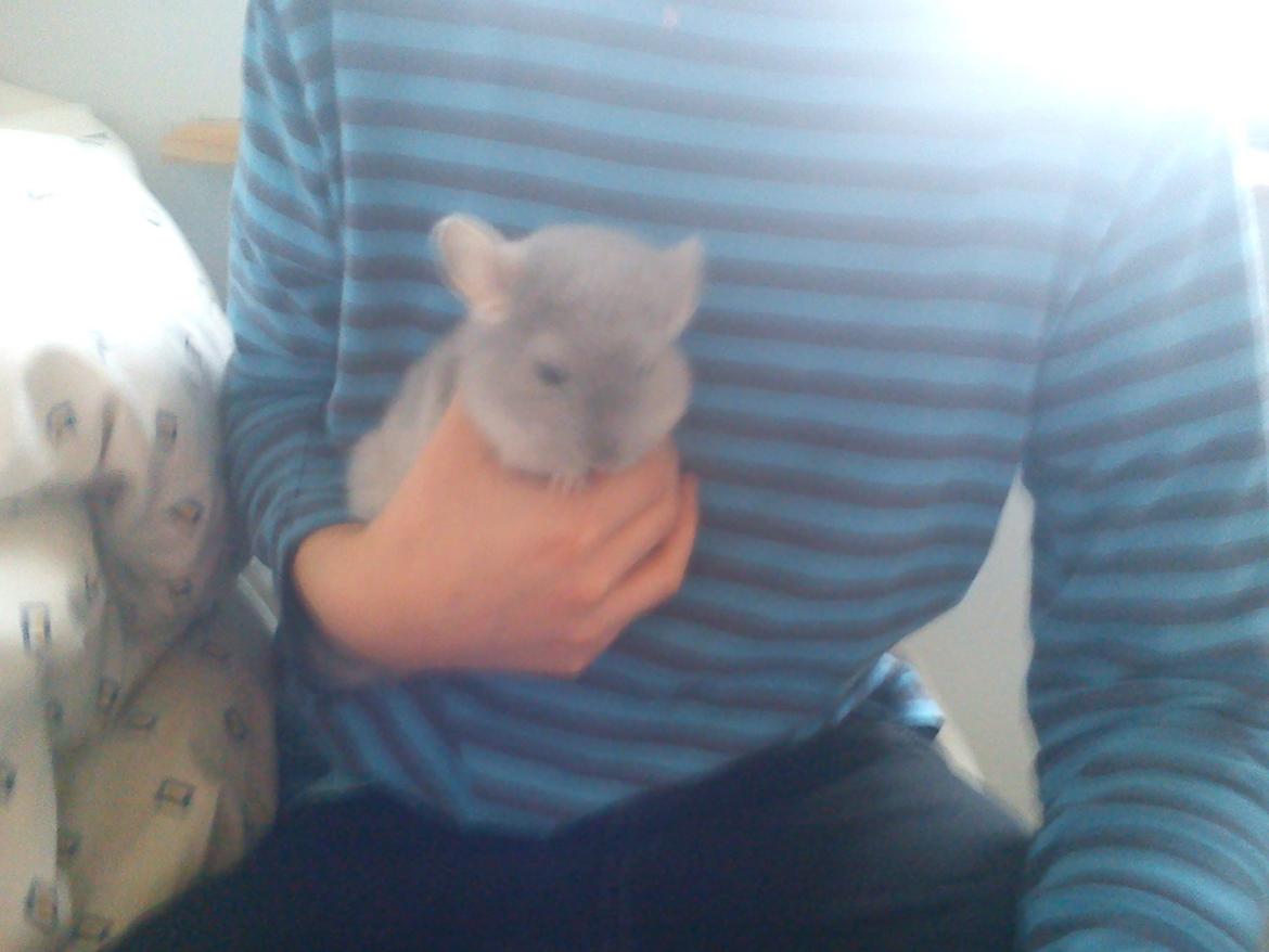 Chinchilla Sofus billede 9