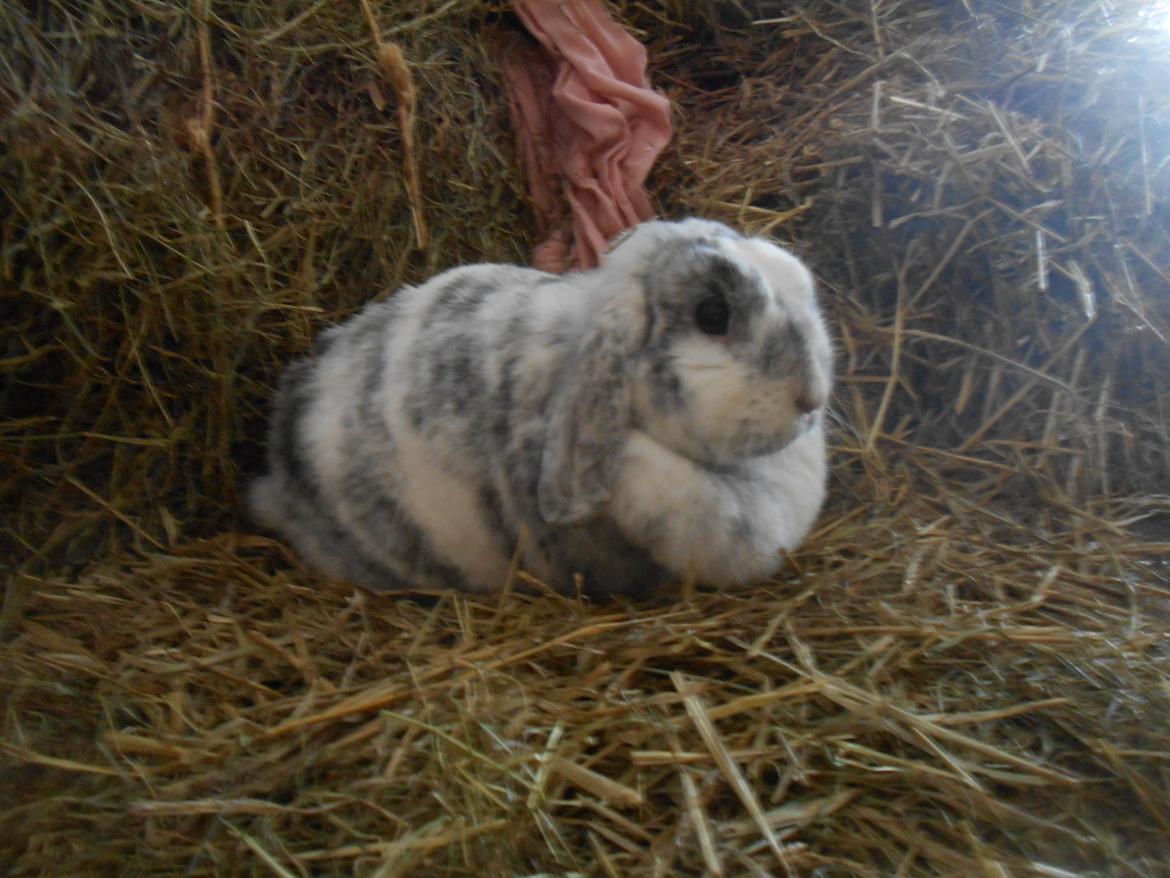 Kanin Masego billede 1