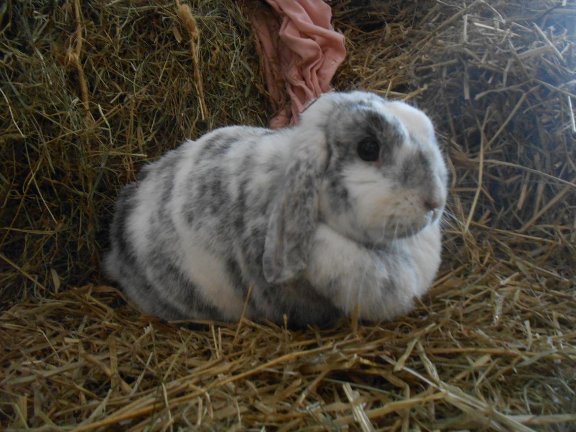 Kanin Masego billede 2