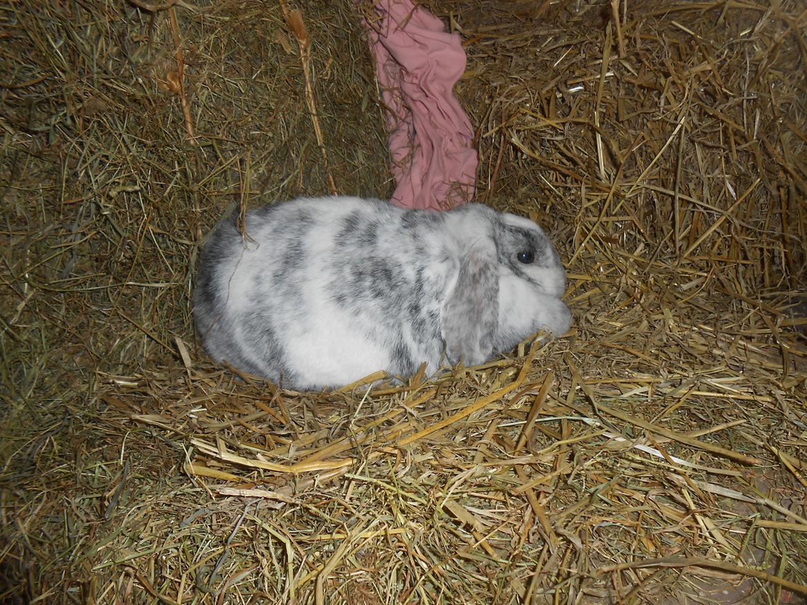 Kanin Masego billede 3