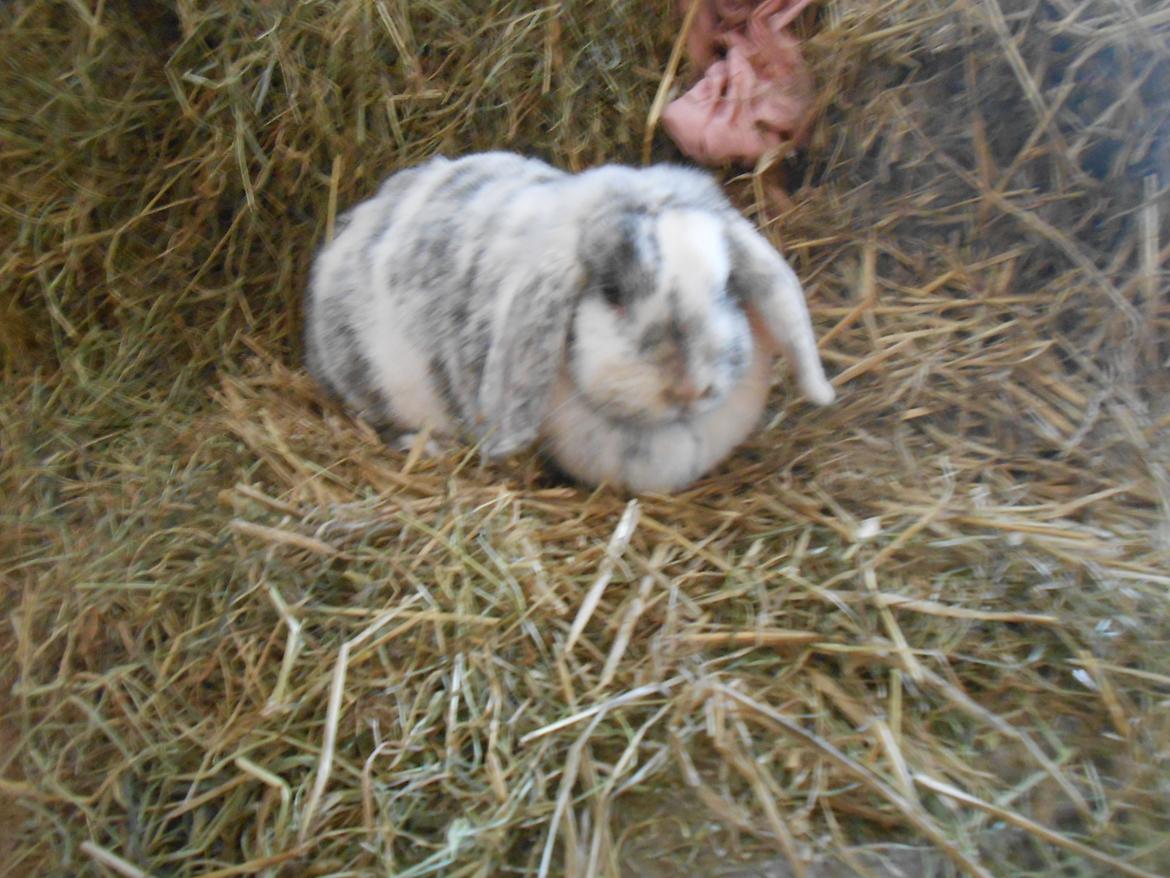 Kanin Masego billede 4