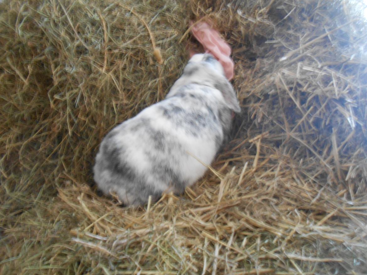 Kanin Masego billede 5