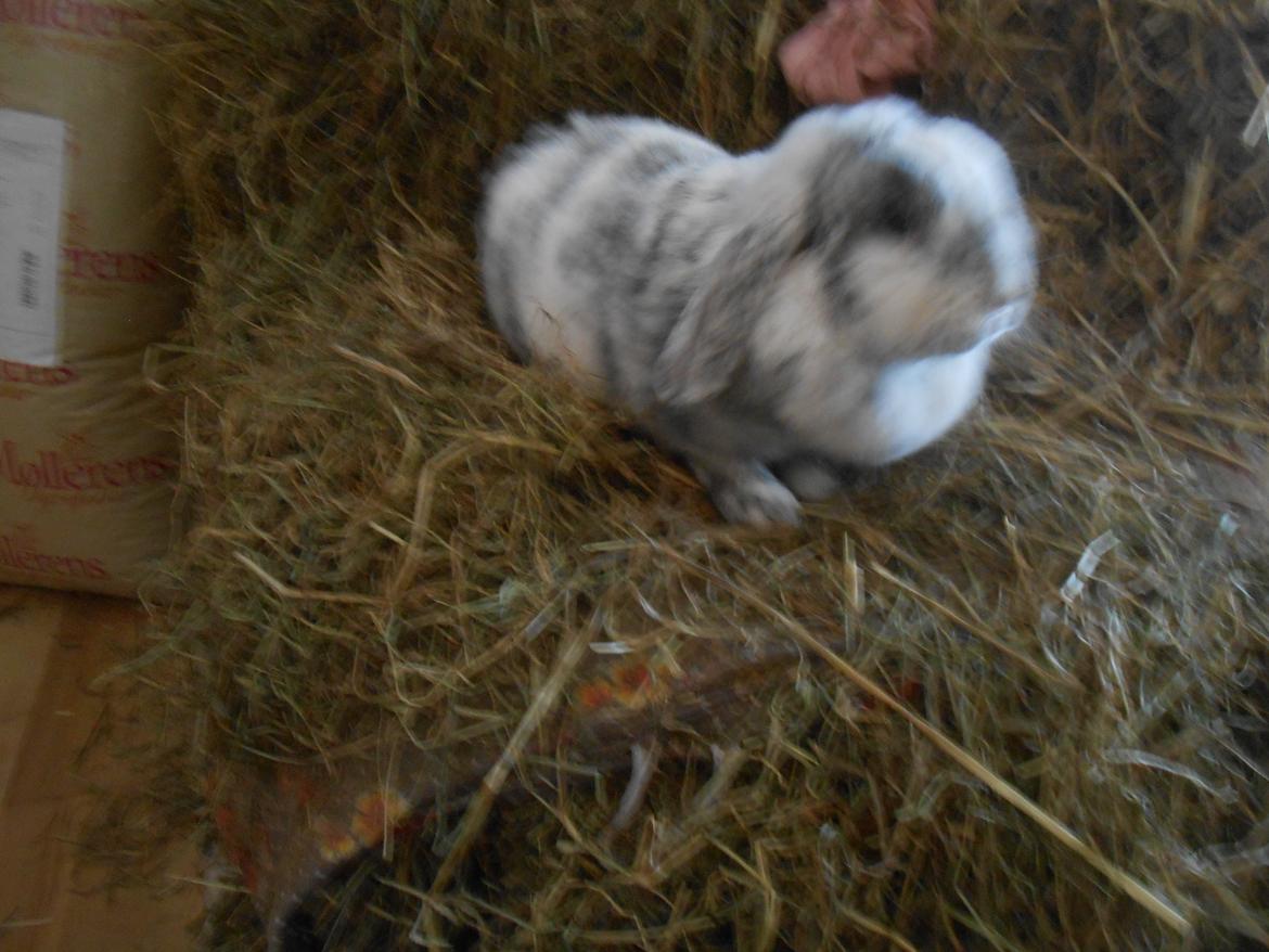 Kanin Masego billede 6