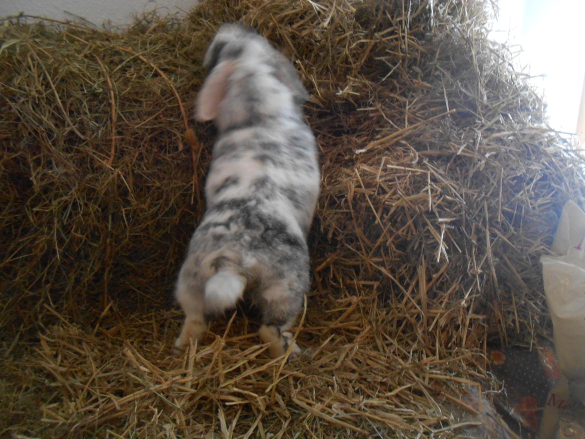 Kanin Masego billede 7