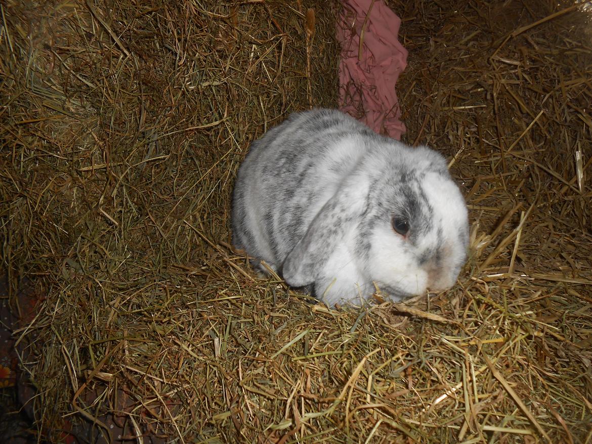 Kanin Masego billede 8