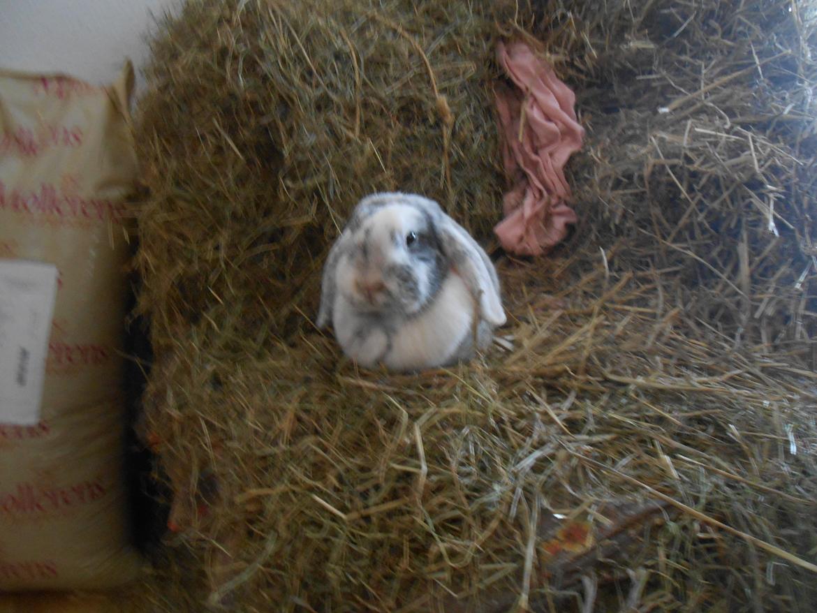 Kanin Masego billede 9