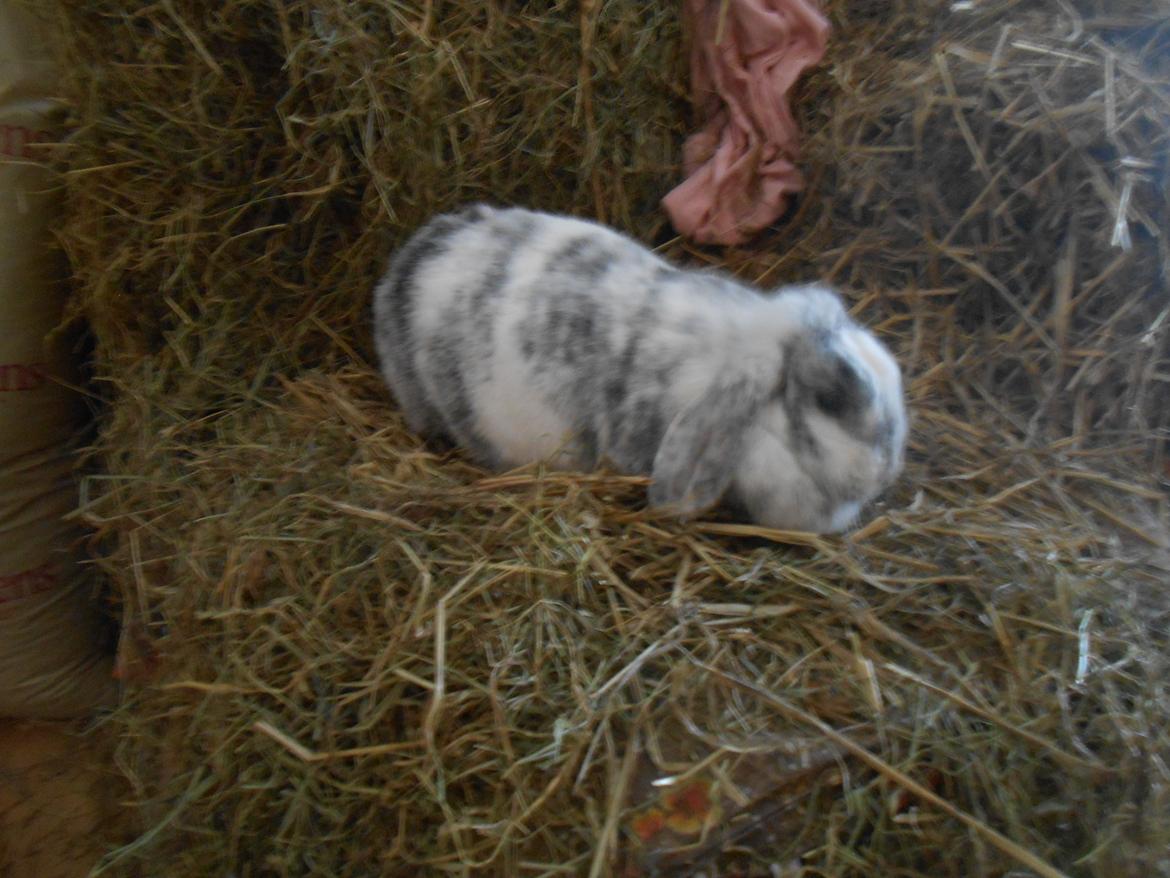 Kanin Masego billede 10