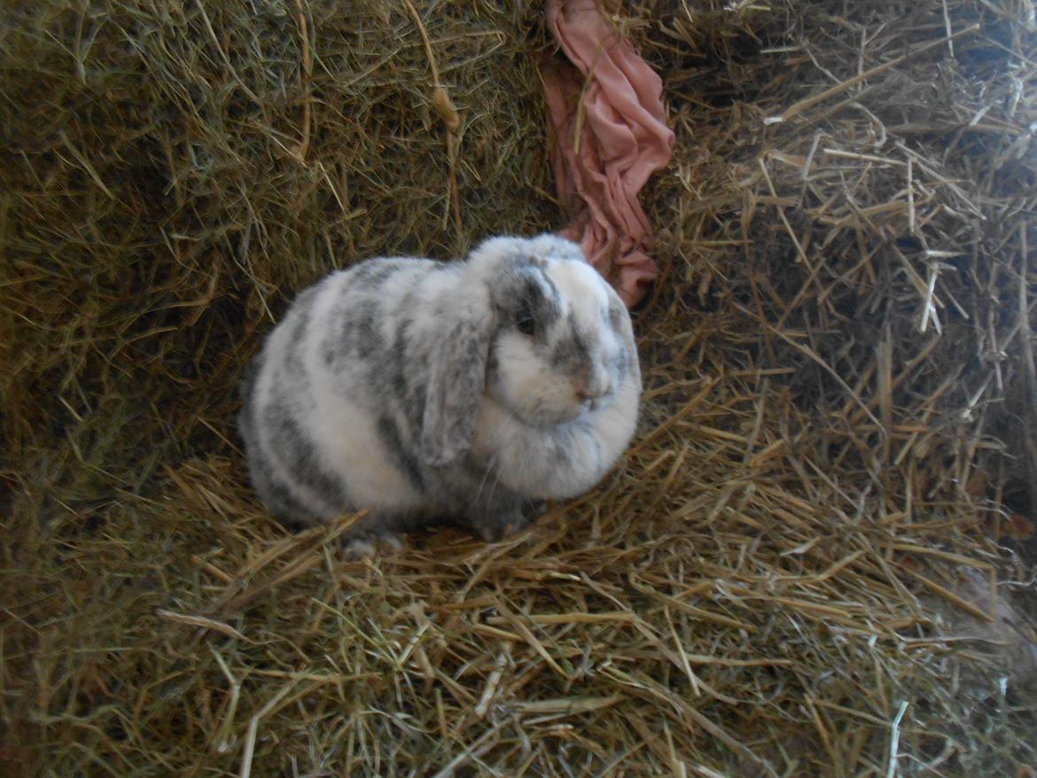 Kanin Masego billede 11