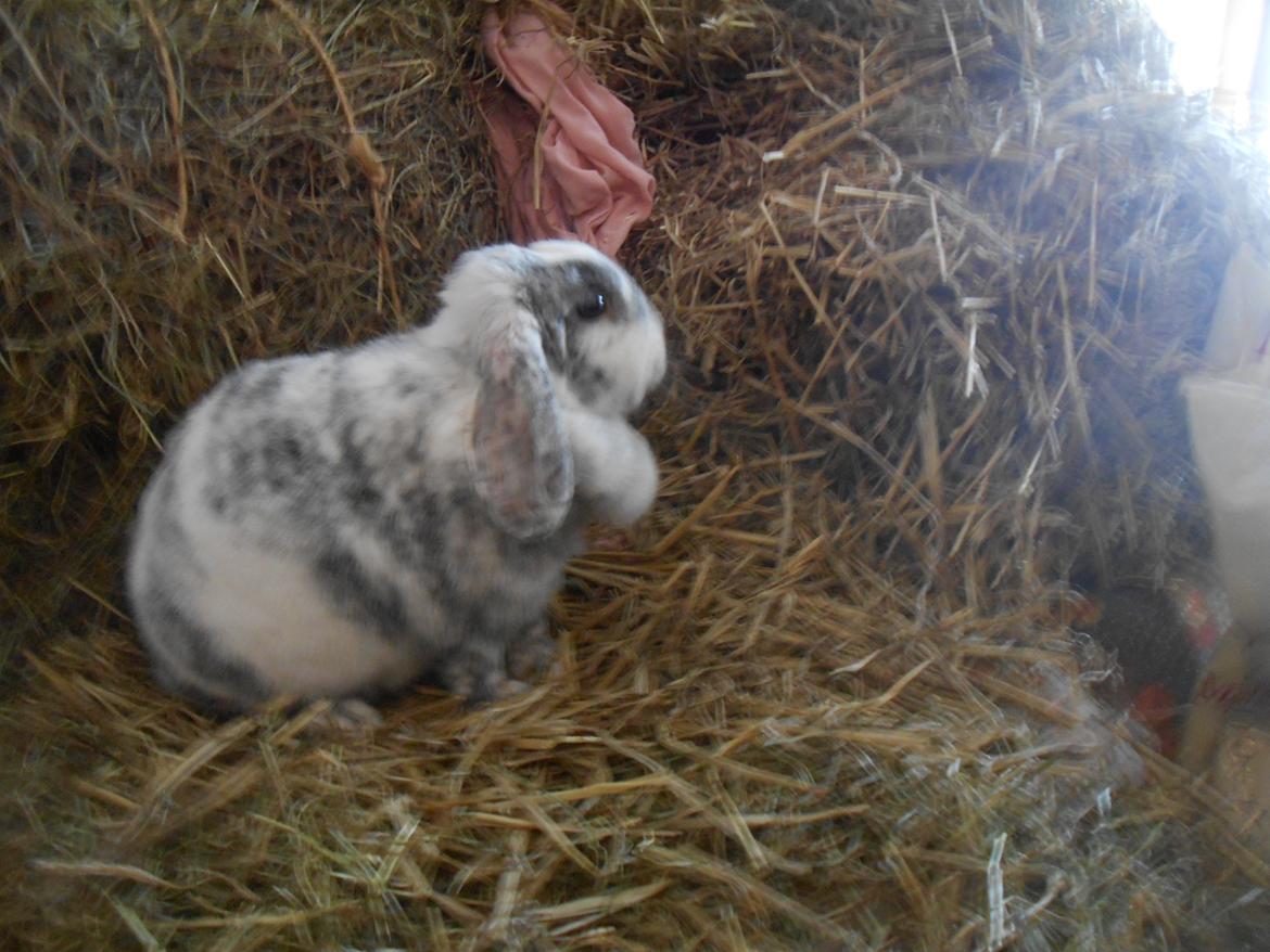 Kanin Masego billede 12