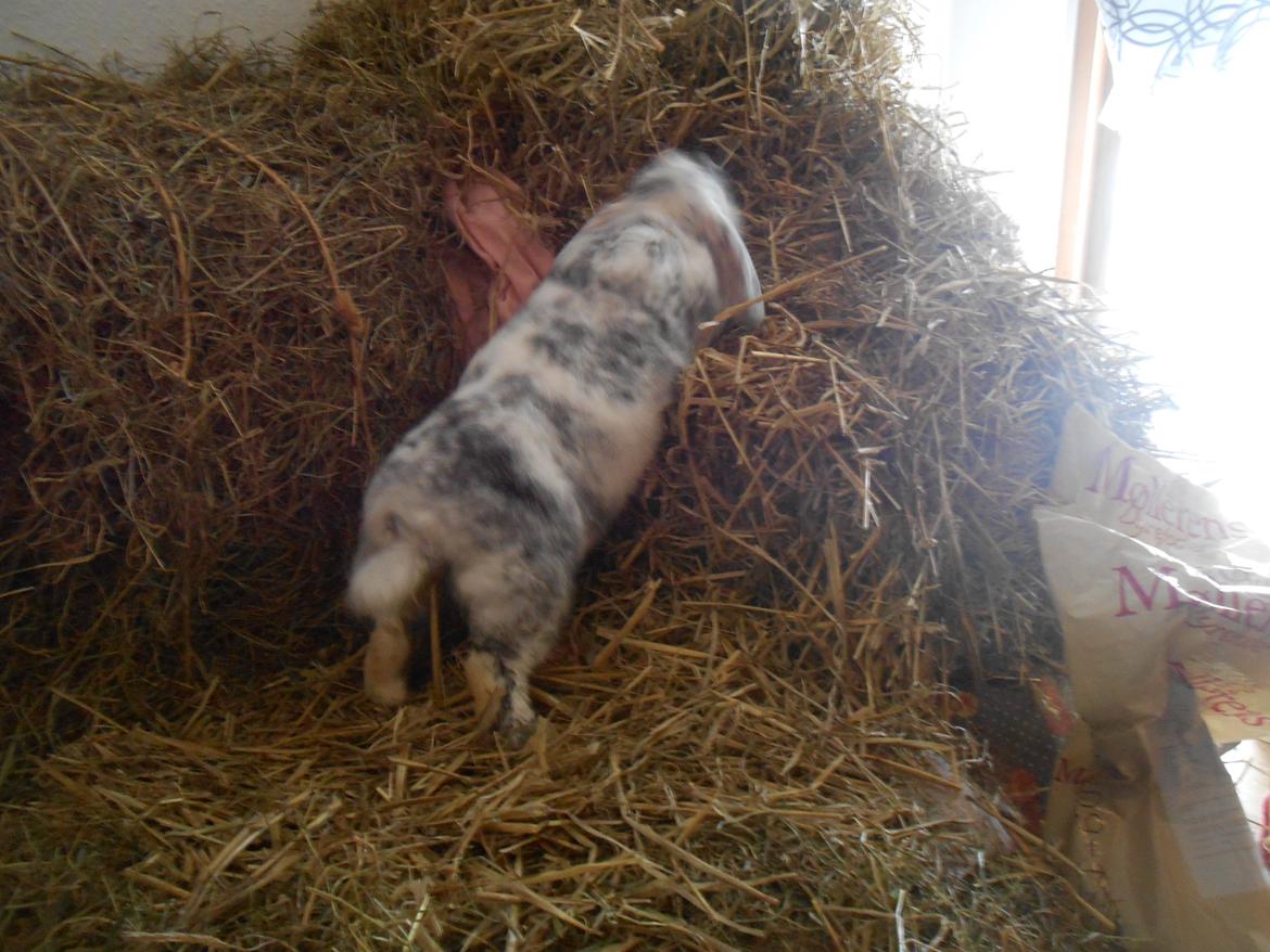 Kanin Masego billede 13