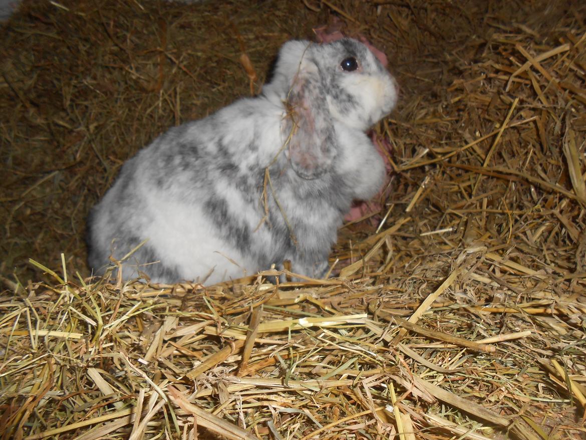 Kanin Masego billede 14