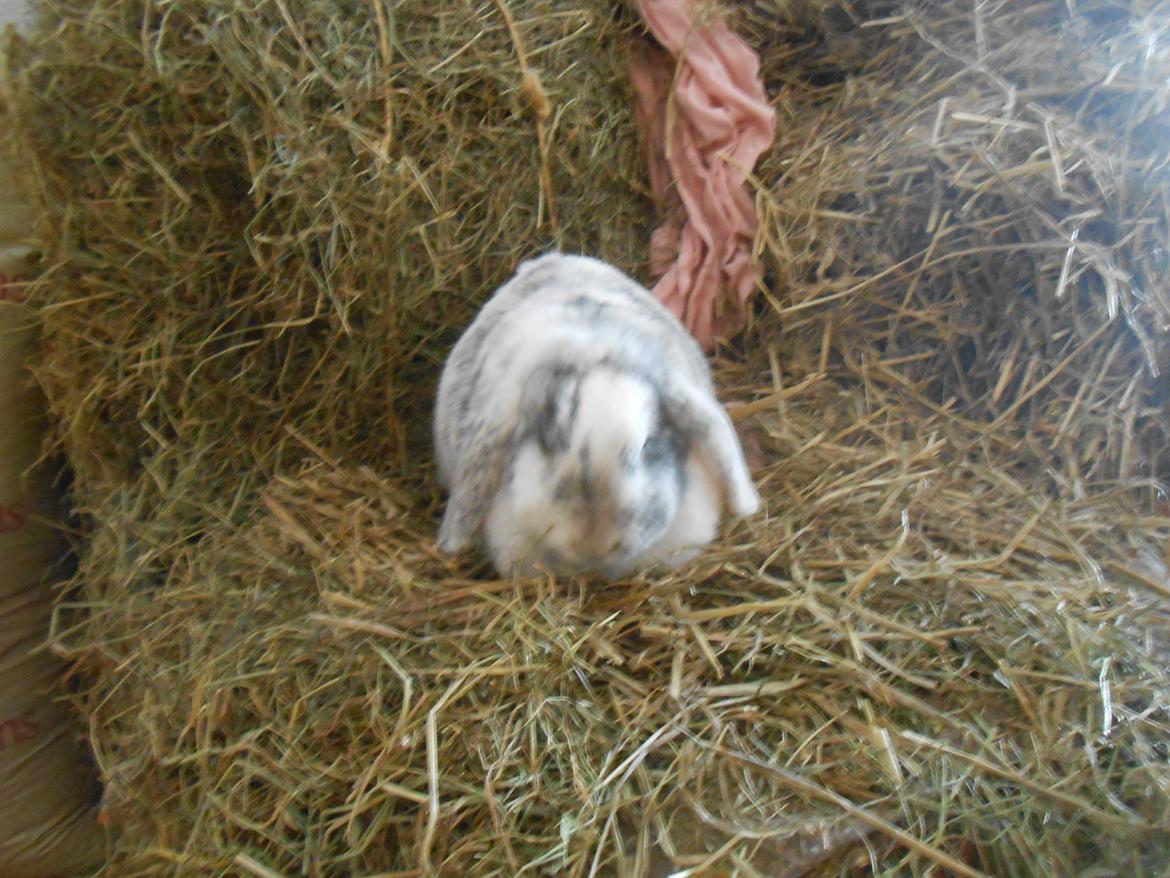 Kanin Masego billede 15