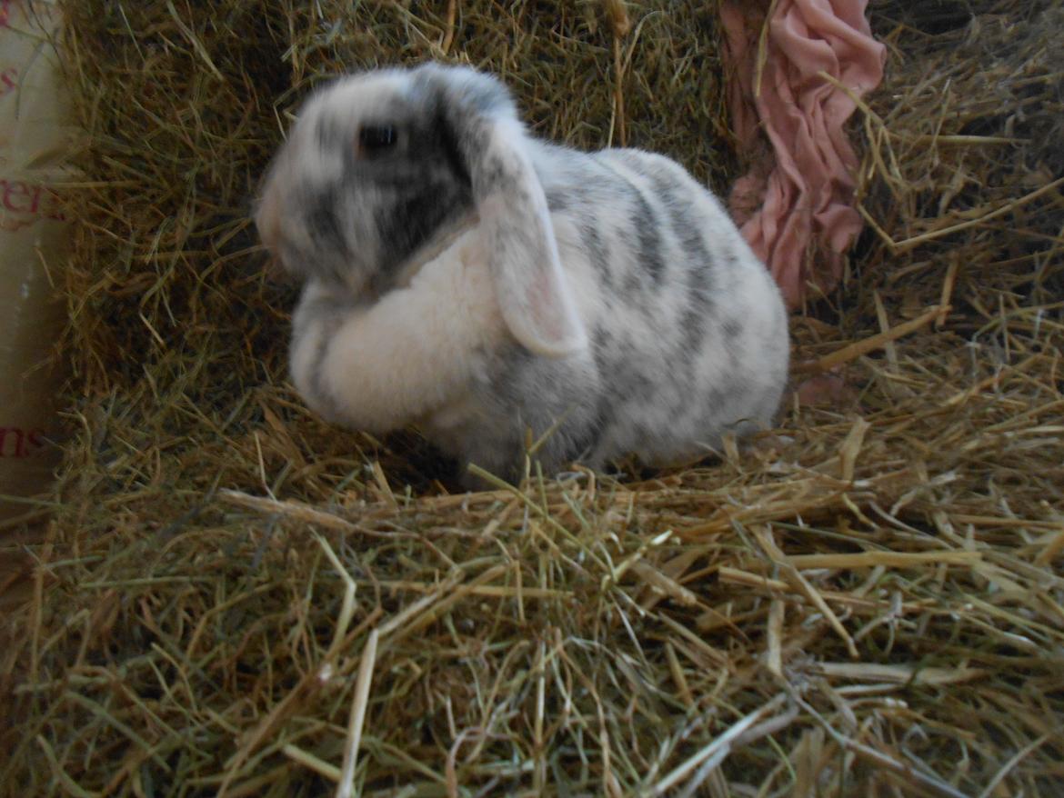 Kanin Masego billede 16