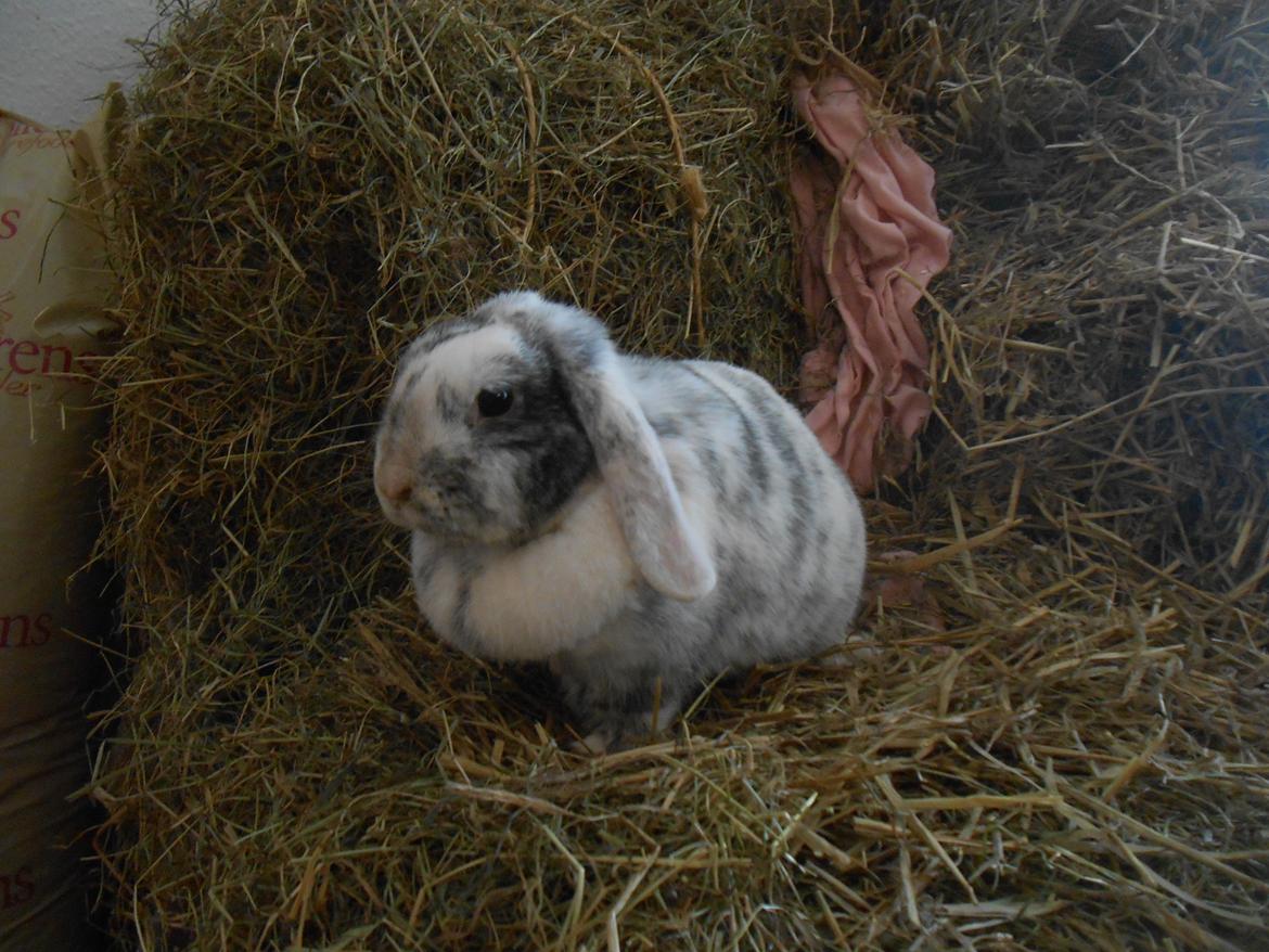 Kanin Masego billede 17