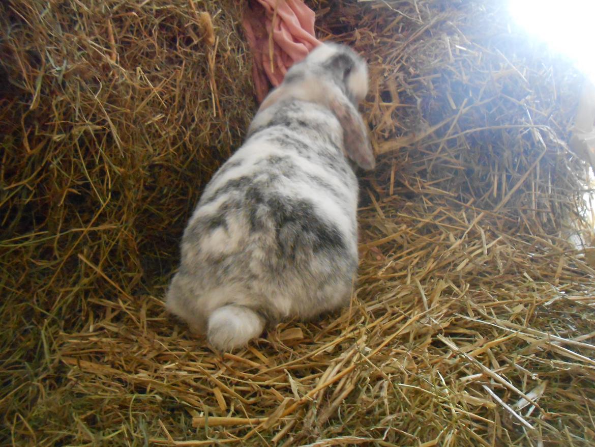 Kanin Masego billede 18