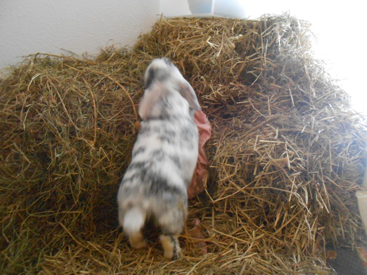 Kanin Masego billede 19