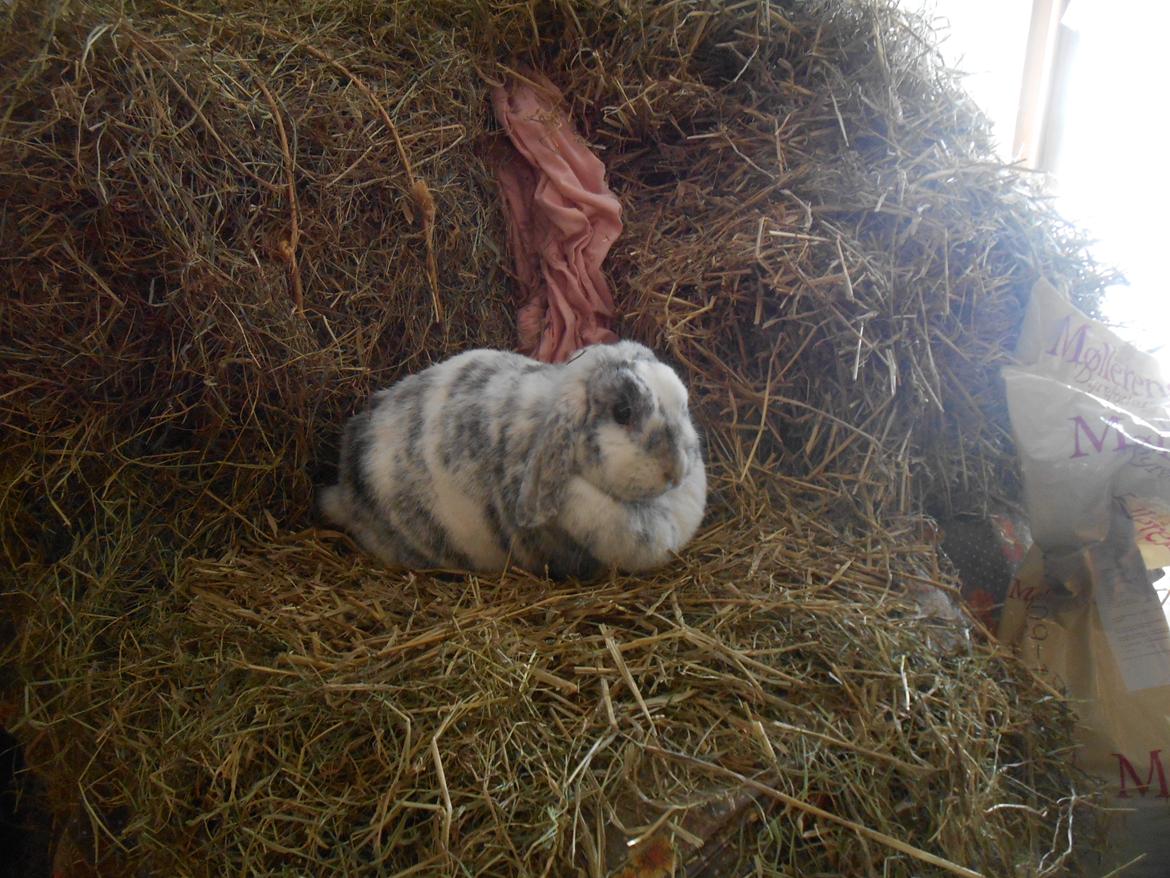 Kanin Masego billede 21