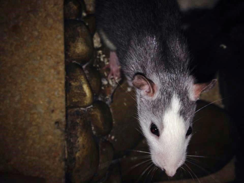 Tamrotte Rotte billede 1