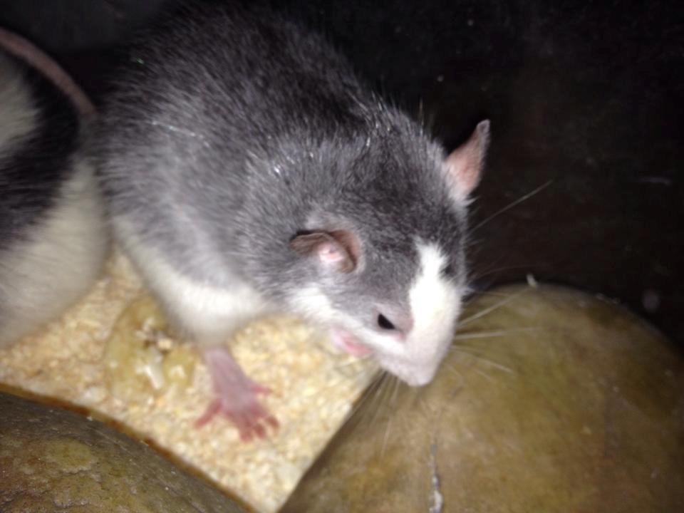 Tamrotte Rotte billede 2