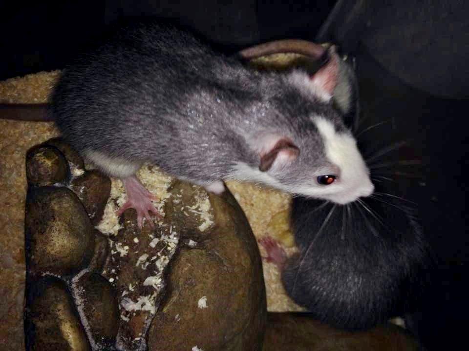 Tamrotte Rotte billede 3