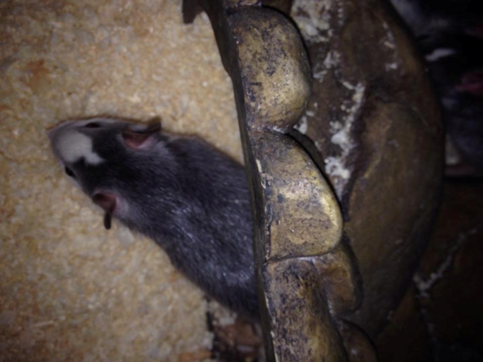 Tamrotte Rotte billede 4