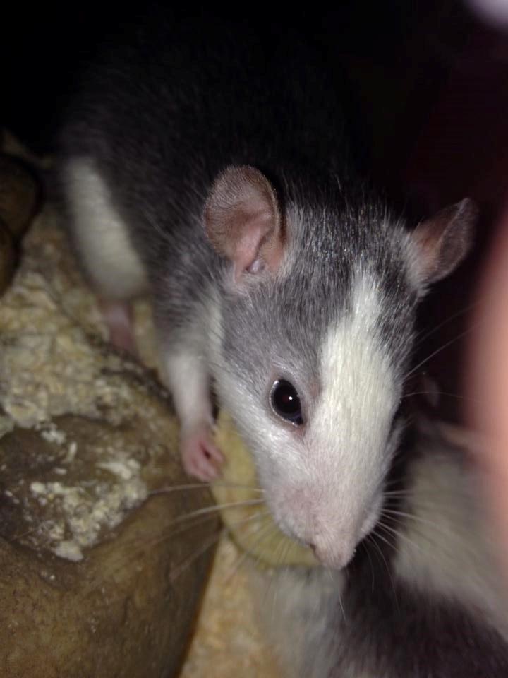 Tamrotte Rotte billede 5