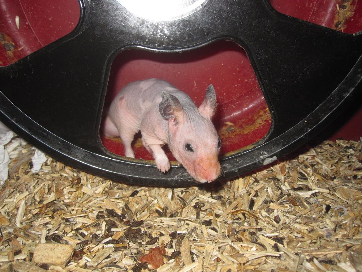 Hamster Pelle billede 12