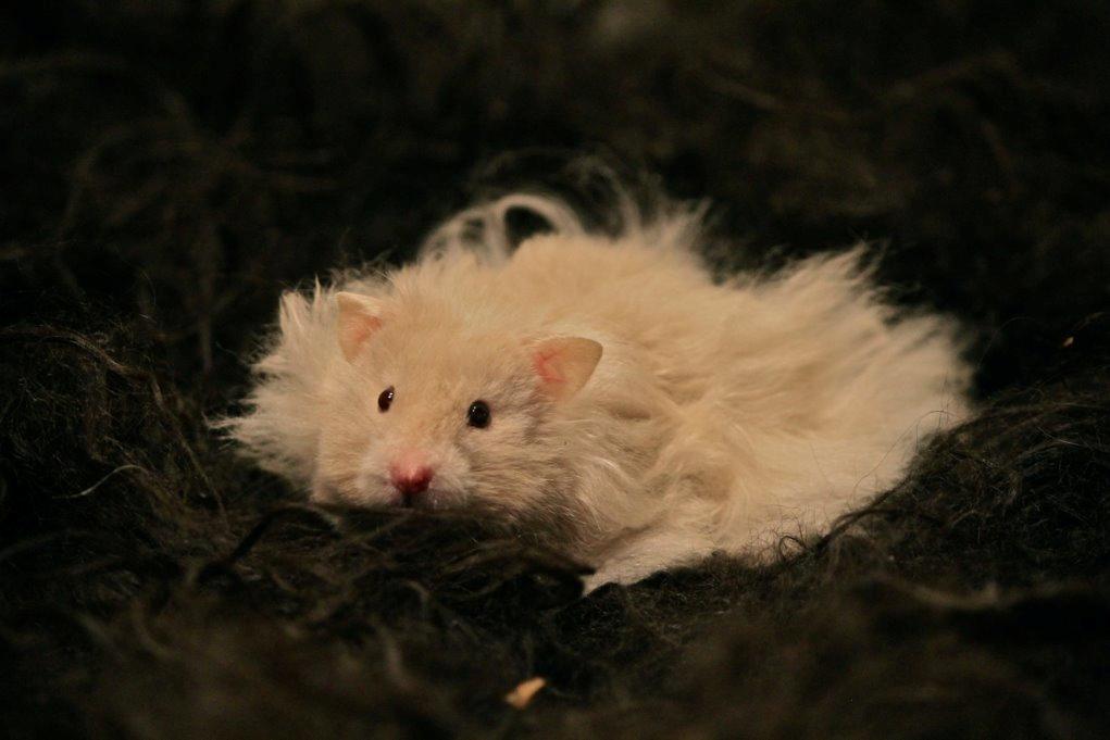 Hamster Simses Uffe billede 13