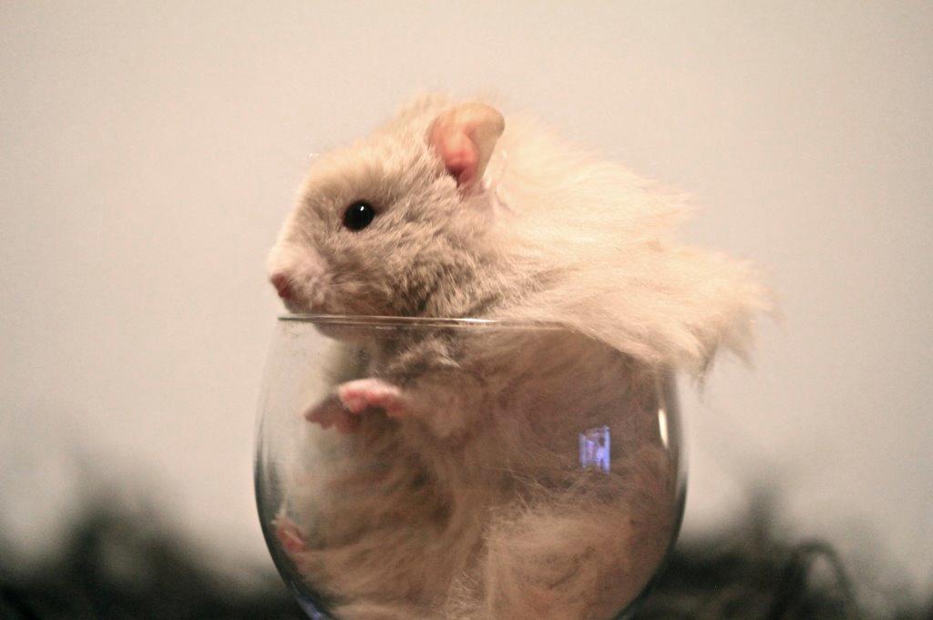 Hamster Simses Uffe billede 14