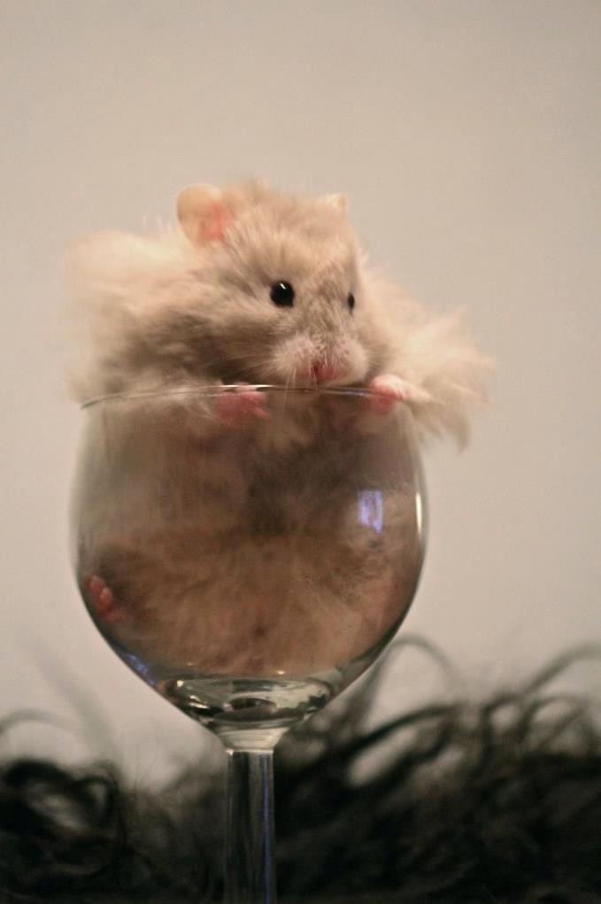 Hamster Simses Uffe - Uffe er ved at blive stor <3 billede 1