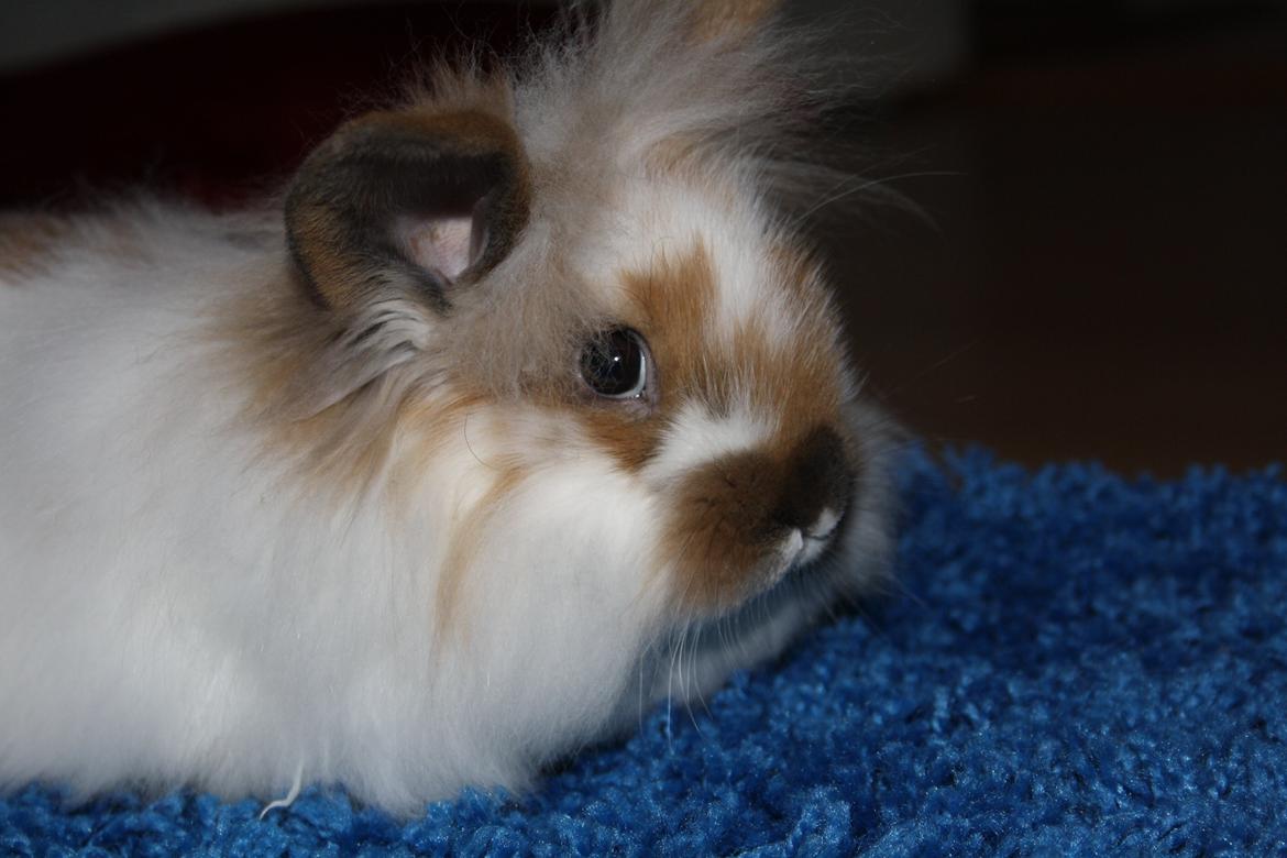 Kanin Sweet Peanut billede 6