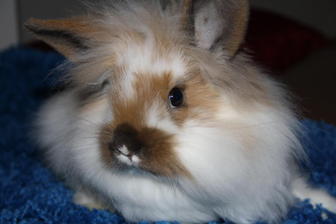 Kanin Sweet Peanut - Velkommen til Sweet Peanut's side.  billede 4