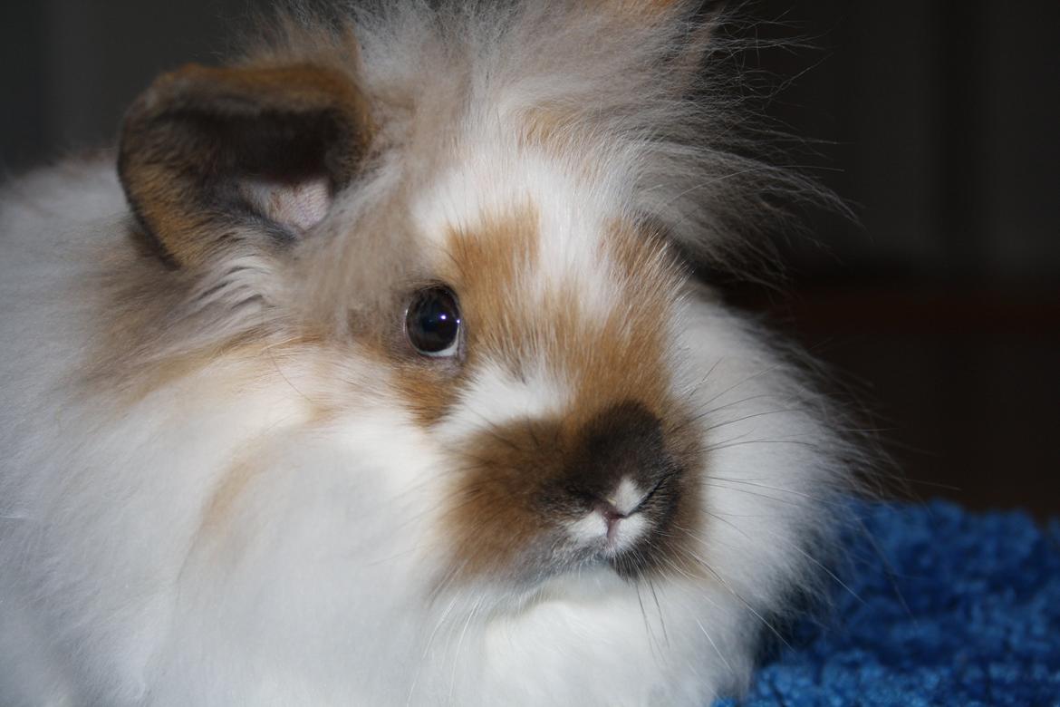 Kanin Sweet Peanut billede 5