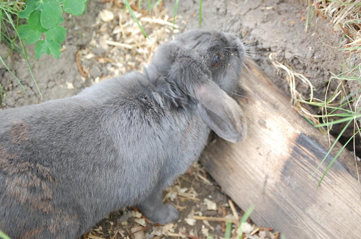Kanin Freja - Der ligger altså noget træ i vejen, hvilket ikke behager den lille dame :) billede 6