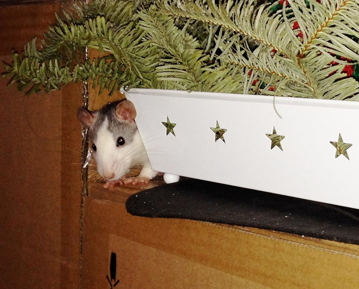 Tamrotte Rotte billede 6