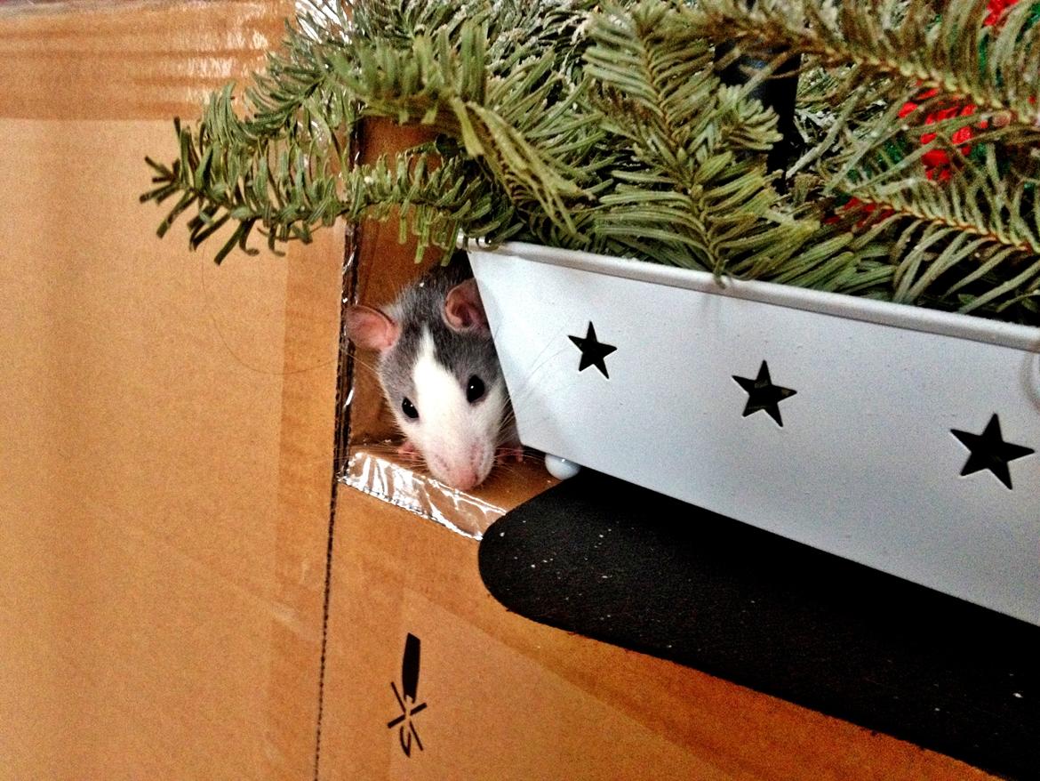 Tamrotte Rotte billede 7